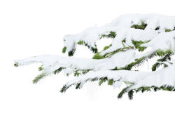 ветка елки в снегу