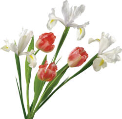 тюльпаны и белые ирисы