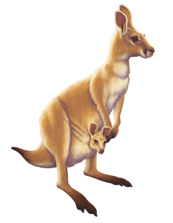 клипарт кенгуру