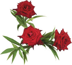 три красные розы