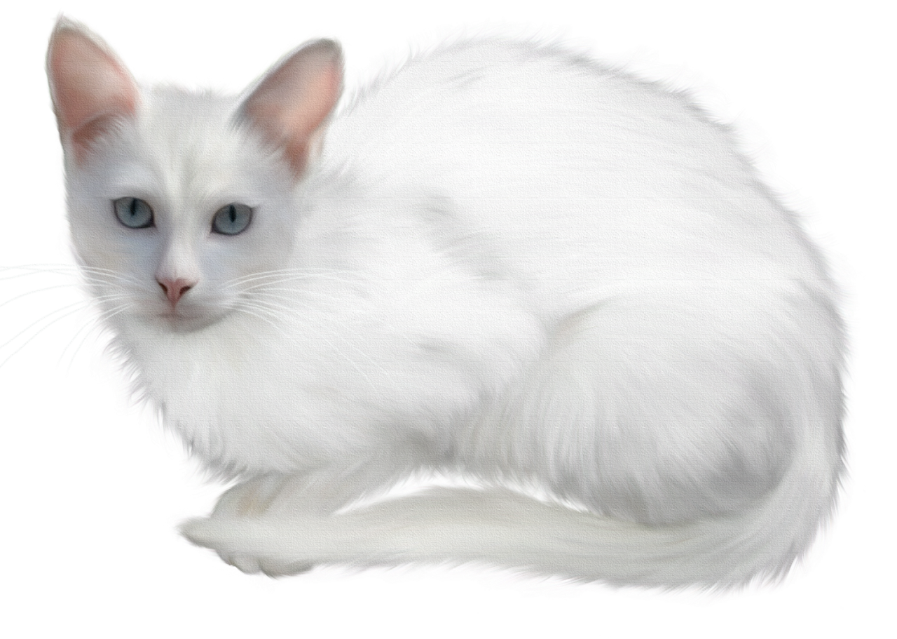 Прозрачная кошка. Турецкая ангора. Кошка белая. Белый кот на белом фоне. Белая кошка на белом фоне.